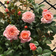 Striking London Eye Rose Plant for a Stunning Garden