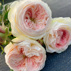 Lorena Summerhouse Rose Plant