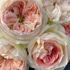 Lorena Summerhouse Rose Plant