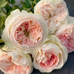 Lorena Summerhouse Rose Plant