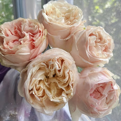 Lorena Summerhouse Rose Plant