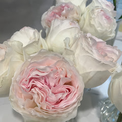 Lorena Summerhouse Rose Plant