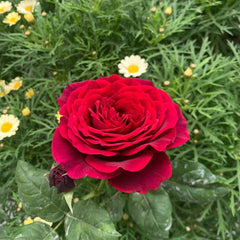 Louis XIV Rose