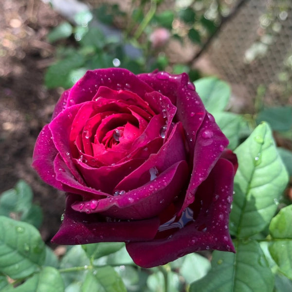 Louis XIV Rose Plant ｜路易十四 – Rose_Explosion