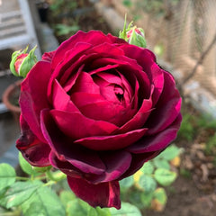 Louis XIV Rose