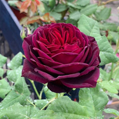 Louis XIV Rose