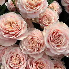 Charming Love Fountain Rose Plant for a Romantic Garden