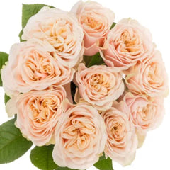 Charming Love Fountain Rose Plant for a Romantic Garden