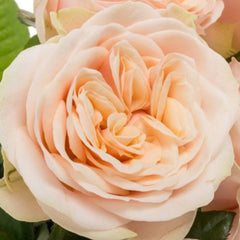 Charming Love Fountain Rose Plant for a Romantic Garden