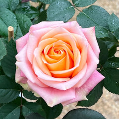 Love Pearl Rose