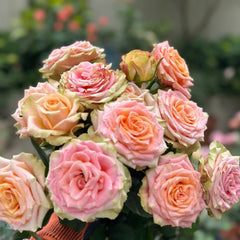 Love Pearl Rose