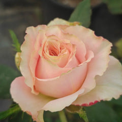 Love Pearl Rose