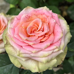 Love Pearl Rose