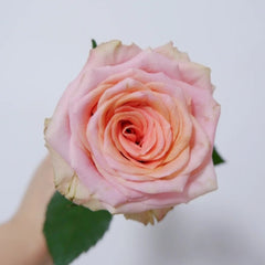 Love Pearl Rose