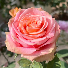 Love Pearl Rose