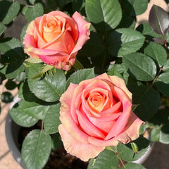 Love Pearl Rose