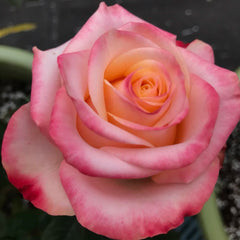 Lovely Heart Rose Plant