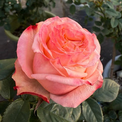 Lovely Heart Rose Plant