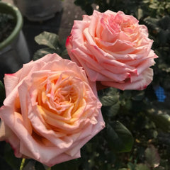 Lovely Heart Rose Plant