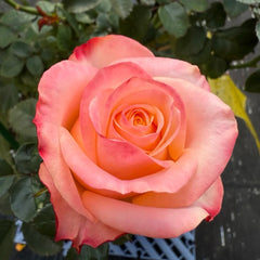 Lovely Heart Rose Plant