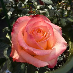 Lovely Heart Rose Plant