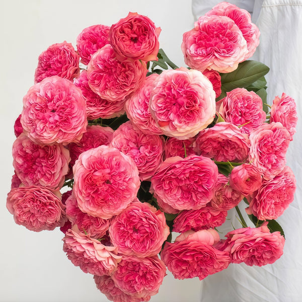 Lovely Raspberry Rose Plant