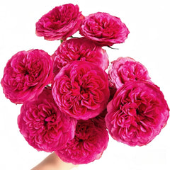 Lovely Raspberry Rose Plant