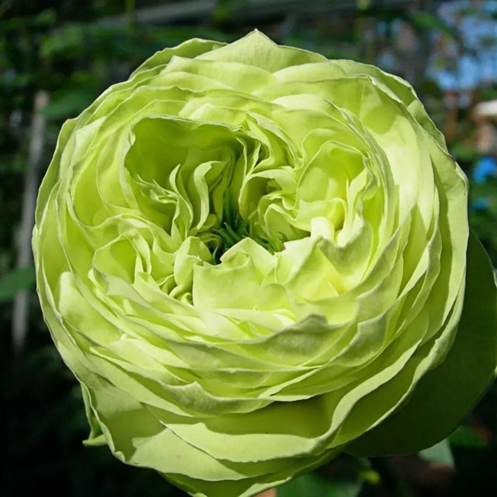 Ocean Green Roses Lovely Green Rose – Rare Green and Rose Hybrid by Meilland – Rose_Explosion