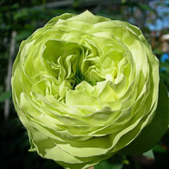 Unique Lovely Green Rose Plant for a Refreshing Garden