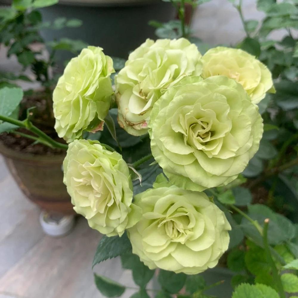 Two Green Roses Lovely Green Rose – Rare Green and Rose Hybrid by Meilland – Rose_Explosion