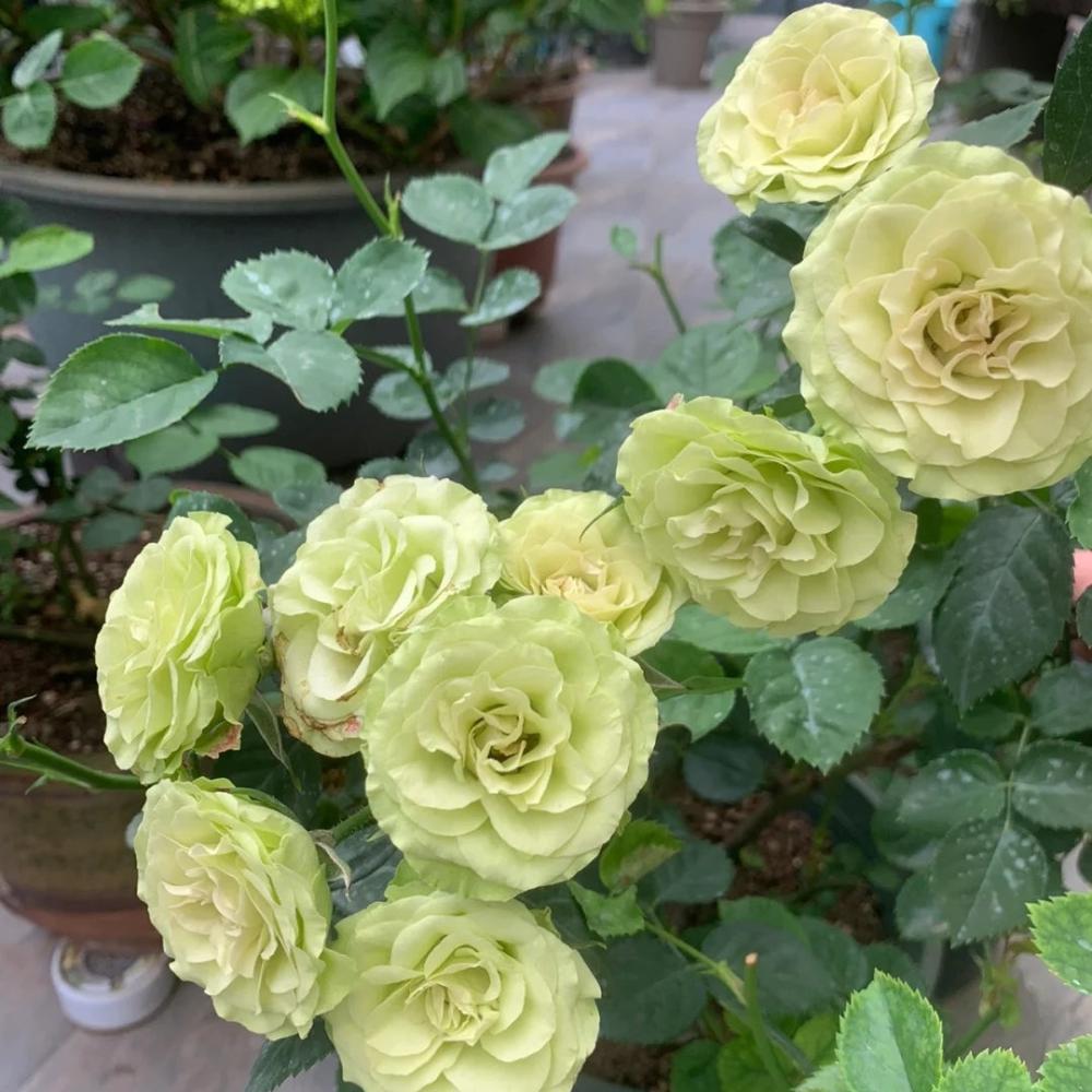 Two Green Roses Lovely Green Rose – Rare Green and Rose Hybrid by Meilland – Rose_Explosion