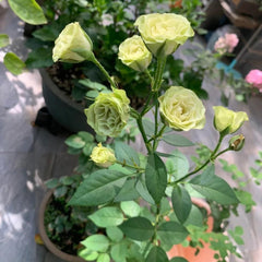 Unique Lovely Green Rose Plant for a Refreshing Garden