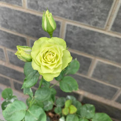 Unique Lovely Green Rose Plant for a Refreshing Garden