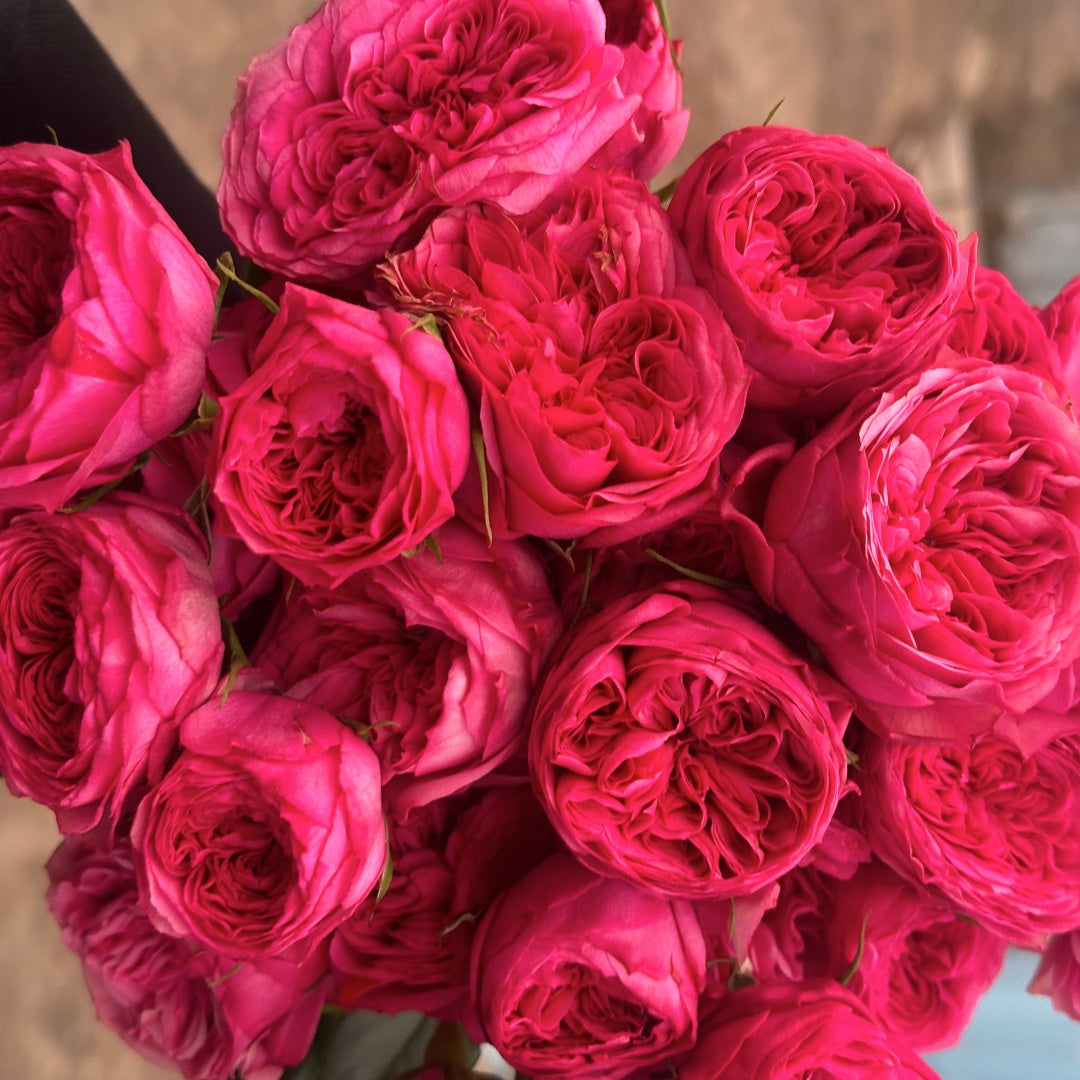 Pink And Raspberry Pink Roses Lovely Raspberry Rose Plant|可爱覆盆子/可爱树莓 – Rose_Explosion