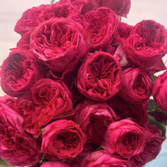 Lovely Raspberry Rose Plant