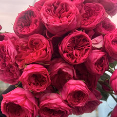 Lovely Raspberry Rose Plant