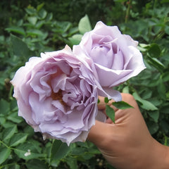 Lucifer Rose Plant