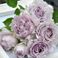 Lucifer Rose Plant