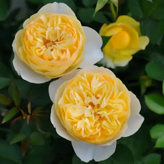 Luciole Rose Plant