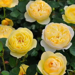 Luciole Rose Plant