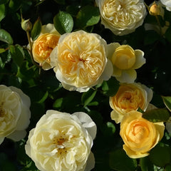 Luciole Rose Plant