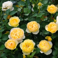 Luciole Rose Plant