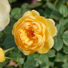 Luciole Rose