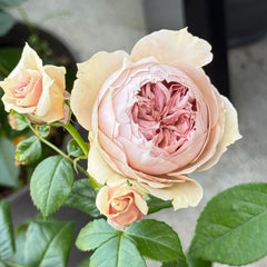 Luxor Rose 