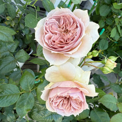 Luxor Rose 