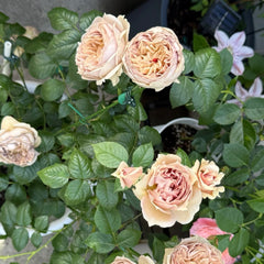 Luxor Rose 