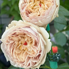 Luxor Rose 