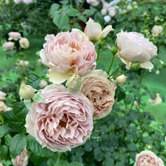 Luxor Rose 