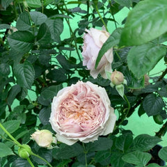 Luxor Rose 