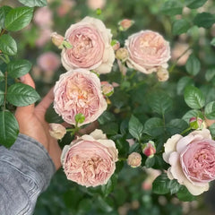 Luxor Rose 